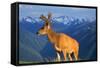 Deer-null-Framed Stretched Canvas