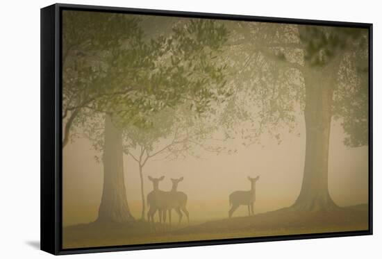 Deer-Dennis Goodman-Framed Stretched Canvas