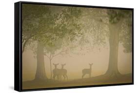Deer-Dennis Goodman-Framed Stretched Canvas
