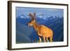 Deer-null-Framed Photographic Print