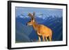 Deer-null-Framed Photographic Print