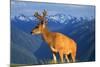 Deer-null-Mounted Photographic Print