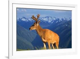 Deer-null-Framed Photographic Print