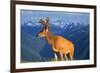 Deer-null-Framed Photographic Print