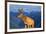 Deer-null-Framed Photographic Print