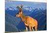 Deer-null-Mounted Photographic Print