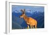 Deer-null-Framed Photographic Print