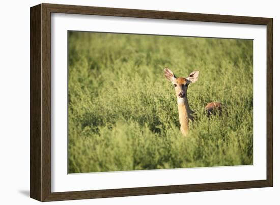 Deer-null-Framed Photographic Print