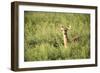 Deer-null-Framed Photographic Print