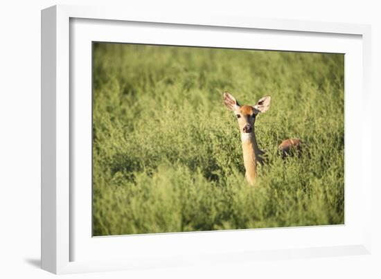 Deer-null-Framed Photographic Print