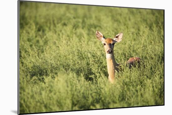 Deer-null-Mounted Photographic Print