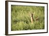 Deer-null-Framed Photographic Print