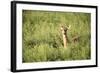 Deer-null-Framed Photographic Print