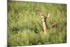 Deer-null-Mounted Photographic Print