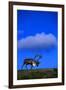 Deer-null-Framed Photographic Print