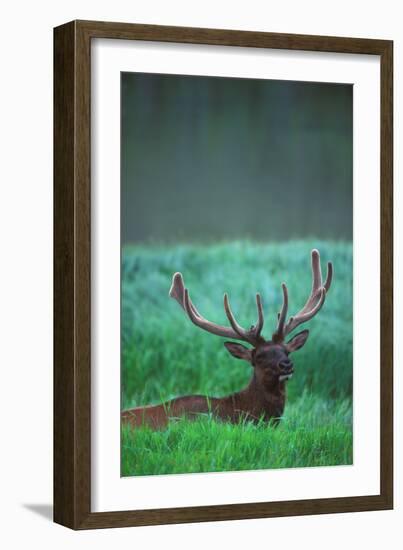 Deer-null-Framed Photographic Print