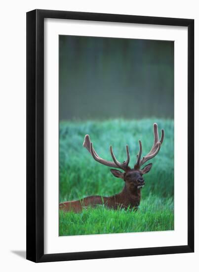 Deer-null-Framed Photographic Print