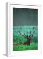 Deer-null-Framed Photographic Print