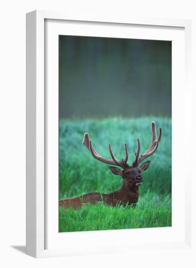 Deer-null-Framed Photographic Print