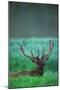 Deer-null-Mounted Photographic Print