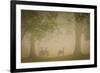 Deer-Dennis Goodman-Framed Photographic Print