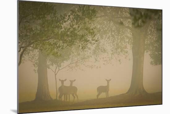 Deer-Dennis Goodman-Mounted Photographic Print