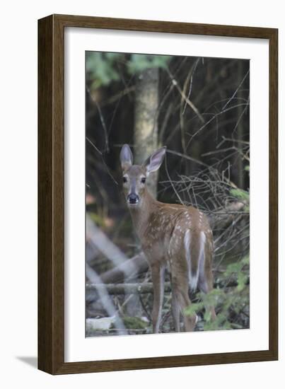 Deer-Jeff Rasche-Framed Photographic Print