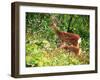 Deer-null-Framed Photographic Print