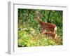 Deer-null-Framed Photographic Print