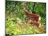 Deer-null-Mounted Photographic Print