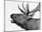 Deer-PhotoINC-Mounted Photographic Print