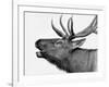 Deer-PhotoINC-Framed Photographic Print