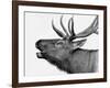 Deer-PhotoINC-Framed Photographic Print