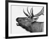 Deer-PhotoINC-Framed Photographic Print