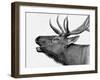 Deer-PhotoINC-Framed Art Print