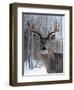 Deer-Rusty Frentner-Framed Giclee Print