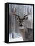 Deer-Rusty Frentner-Framed Stretched Canvas