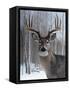 Deer-Rusty Frentner-Framed Stretched Canvas