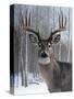 Deer-Rusty Frentner-Stretched Canvas