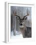 Deer-Rusty Frentner-Framed Giclee Print