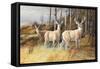 Deer-Trevor V. Swanson-Framed Stretched Canvas