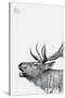 Deer-PhotoINC-Stretched Canvas