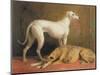 Deerhounds in an Interior-William Barraud-Mounted Premium Giclee Print