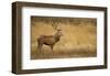 Deerscape-Mark Bridger-Framed Art Print