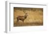 Deerscape-Mark Bridger-Framed Art Print