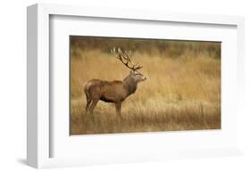 Deerscape-Mark Bridger-Framed Art Print