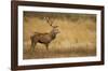 Deerscape-Mark Bridger-Framed Giclee Print