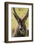 Defassa Waterbuck Face Detail-Joe McDonald-Framed Photographic Print