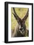 Defassa Waterbuck Face Detail-Joe McDonald-Framed Photographic Print