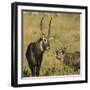 Defassa Waterbuck Pair-Joe McDonald-Framed Photographic Print